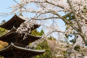 Temple-stay WAQOO Mii-dera