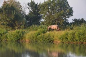 Maisons de vacances Ancienne Abbaye de Franquevaux Camargue : photos des chambres