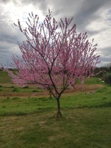 Agriturismo Podere Bianca Maria
