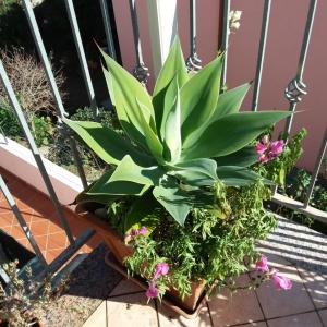 Casa vacanze Antonella Pula a 750mt dal centro. img12