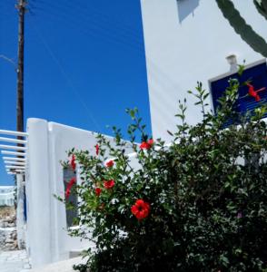 Nicos Studios & Apartments Paros Greece