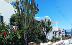 Nicos Studios & Apartments Paros Greece