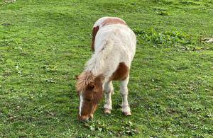 Les Yourtes Bourcominoises photo 6
