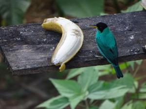 Cabañas Tico Gringo