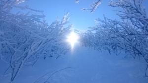 Chata z bali Bukowina