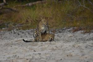 Glamping Wilpattu by Thamaravila