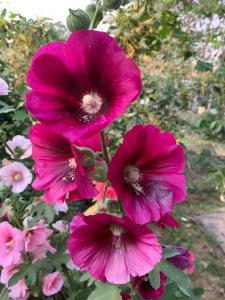 Pana and River Homestay Kang Krachan