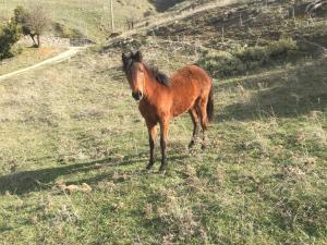 Luxury Chalet Vila on Mountain Top with great view Achaia Greece