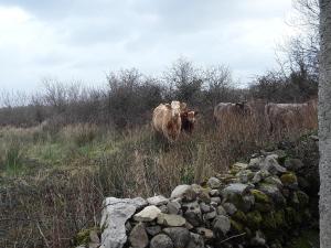 Marsh Cottage F91 N4A9