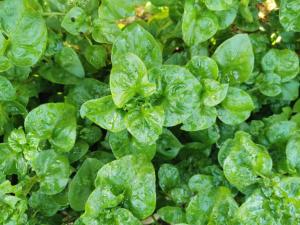 Nararin Garden House