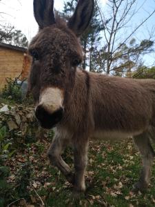 La cabane des Pachous