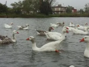 Complejo Antares - Liebig