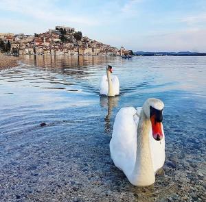 Sibenik Antique Studio Apartment - old town 