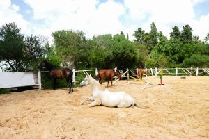 The Orangers Beach Resort and BungalowsInclusive