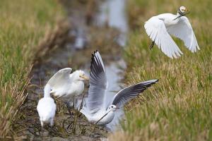 Casetes Joan de Pataca 3