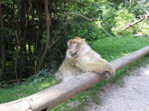 Chalets Le Chardonneret : photos des chambres