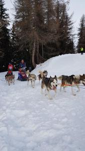 APPART ZIG-ZAG LES COCHES