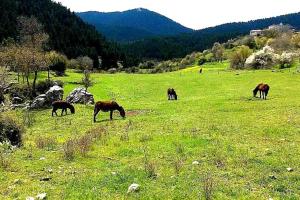 Elati Hills Arkadia Greece