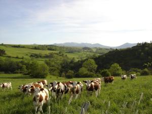 L OUSTALOU MAISON D HOTES DE CHARME EN AUVERGNE PISCINE PRIVEE CHAUFFéE