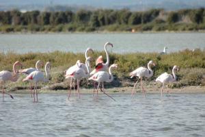Appartements Maisonette L'OLIVIER : photos des chambres