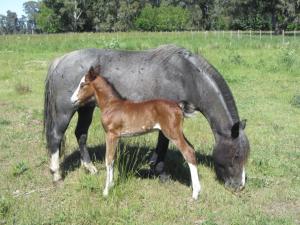 Chacras de Azcona Hostería