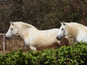 Maretlwane Guesthouse