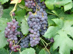 Quinta de Santa Marinha