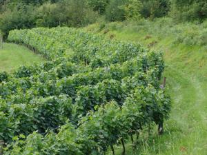 Quinta de Santa Marinha