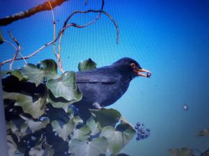 Appartements Le nichoir aux oiseaux avec Parking : photos des chambres