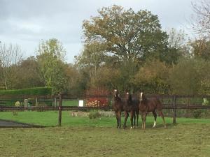 B&B / Chambres d'hotes La Bretonniere : photos des chambres