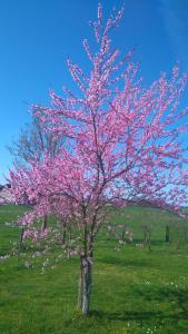 B&B / Chambres d'hotes La mare aux grenouilles : Chambre Double - Vue sur Jardin