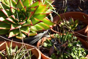 Bajo el Sol del Valle