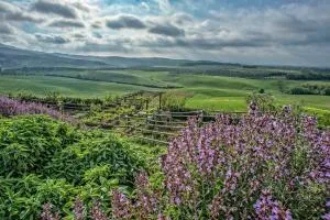 Agriturismo Le Tassinaie - Terriccio