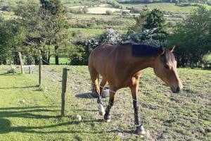 Tir na nOg - A Piece of Heaven