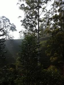 Lily adams peak