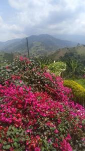 Arkdia Glamping Zone