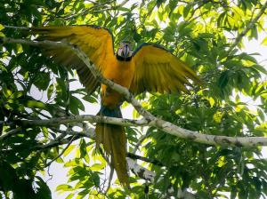 Grand Amazon Lodge and Tours -Inclusive