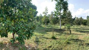 Taluangjit Resort&Garden