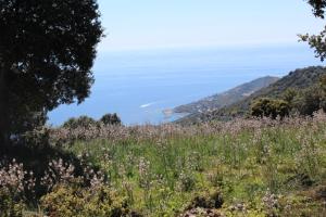 Maisons de vacances Paomia : photos des chambres