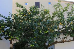 Apartments by the sea Gradac Makarska 18151