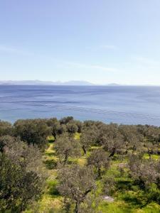 Charming Villa Amidst Olive Trees With Sea Views Arkadia Greece