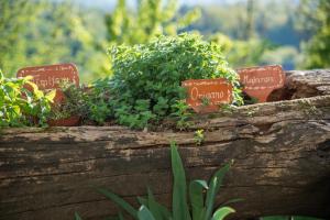 Holiday Farm Grofija