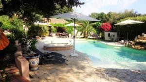 Santolines en Provence