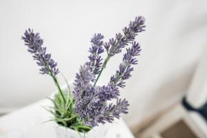 BpR SHINY Deluxe Home