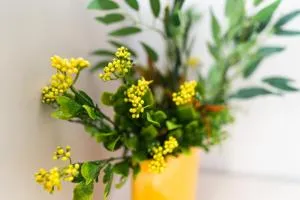 FOREST M,Constanta - Docuzol