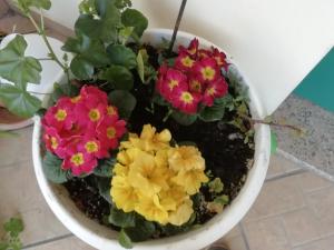 Stella Del Sud img42