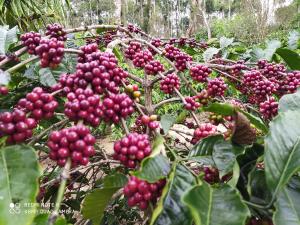 COFFEE NEST COORG