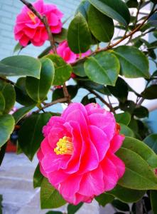 Il giardino all'angolo img8