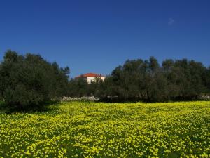 Manolo s olive farm, apartment with seaview