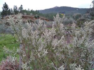 Refúgio do RaposoCASA Altair